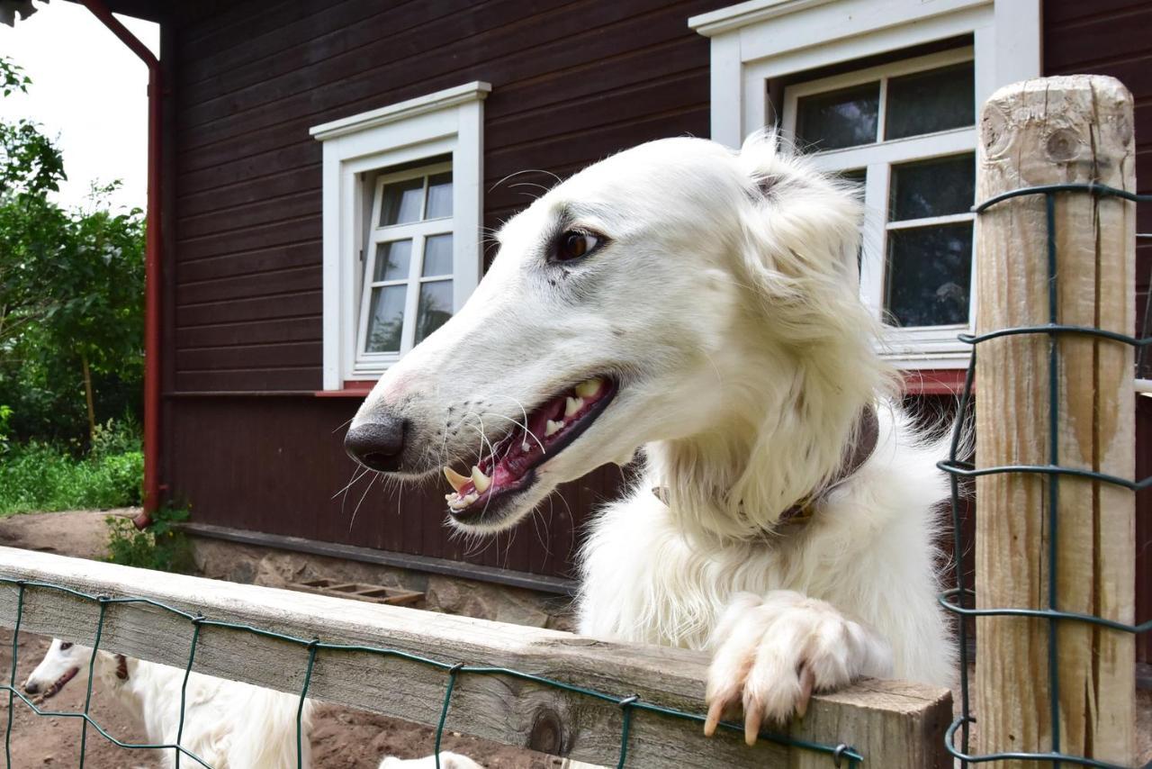 Sunny Beaver B&B Trakai Luaran gambar